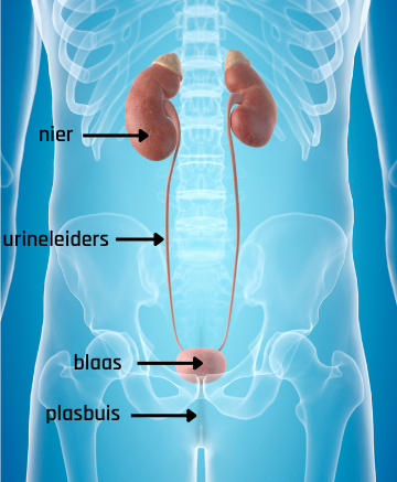 Blaasontsteking · Gezondheid En Wetenschap